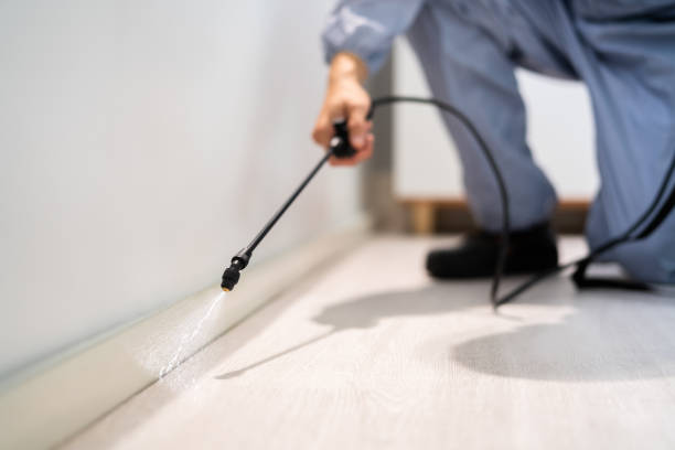 Bed Bug Pre-Treatment Preparation Assessment in Primera