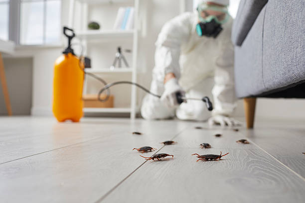 Post-Treatment Bed Bug Interceptor Monitoring in Primera